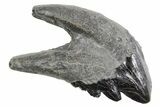 Rare, Fossil Basilosaurus Molar - South Carolina #360818-1